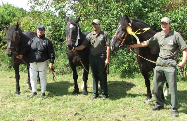 kolekcia norik muransky